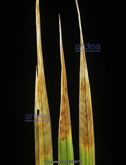 : Leaf scald (Gerlachia oryzae) : Leaf scald (Gerlachia oryzae)