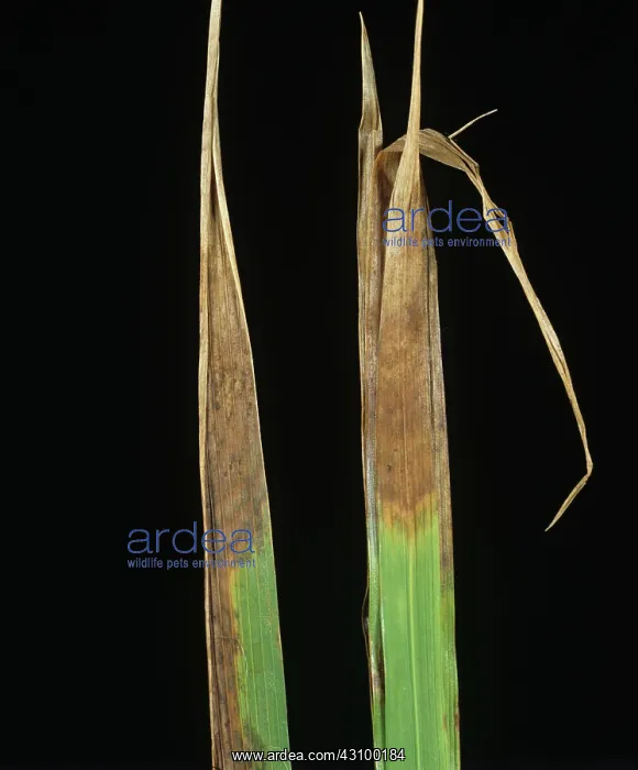 : Leaf scald (Gerlachia oryzae) : Leaf scald (Gerlachia oryzae)