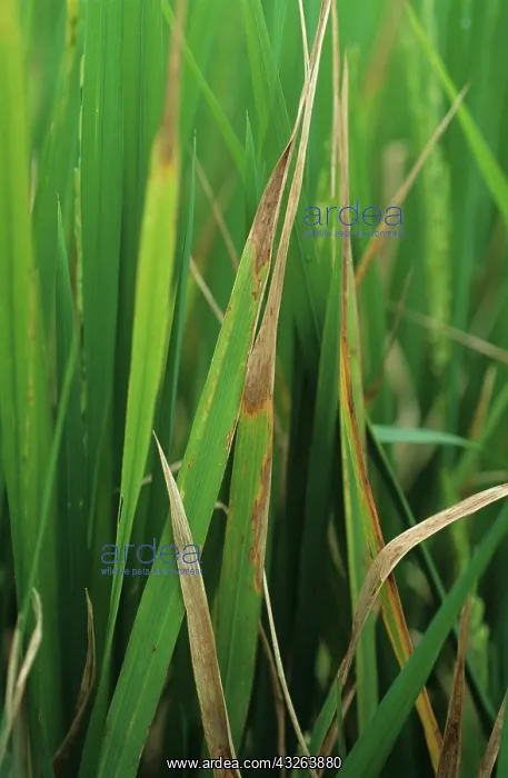 : Leaf scald (Gerlachia oryzae) on rice : Leaf scald (Gerlachia oryzae) on rice