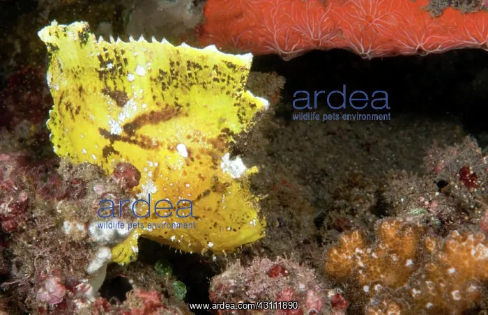 : Leaf Scorpionfish : Leaf Scorpionfish