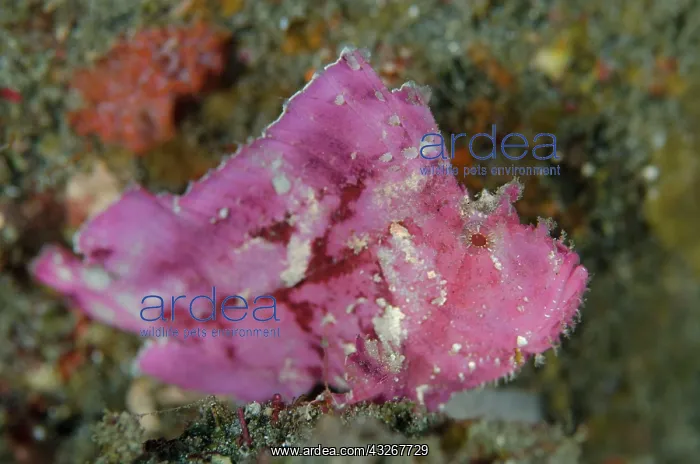 : Leaf Scorpionfish : Leaf Scorpionfish