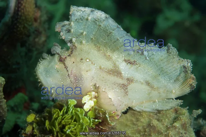 : Leaf Scorpionfish : Leaf Scorpionfish
