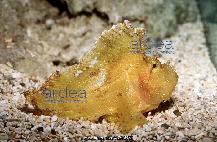 : Leaf Scorpionfish : Leaf Scorpionfish