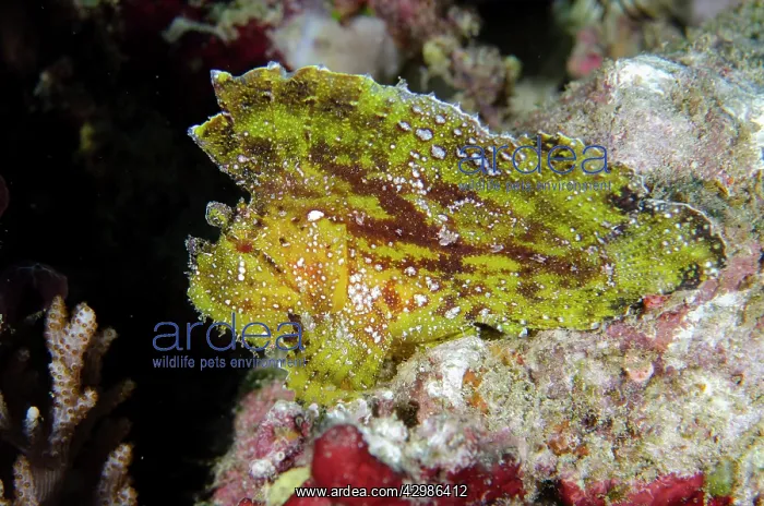 : Leaf Scorpionfish - Batu Mandi dive site, Bangka : Leaf Scorpionfish - Batu Mandi dive site, Bangka