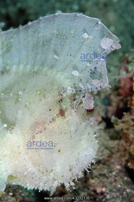 : Leaf Scorpionfish - Bulakan dive site, Seraya, Kubu : Leaf Scorpionfish - Bulakan dive site, Seraya, Kubu