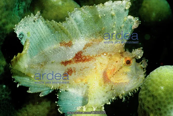 : Leaf scorpionfish a camouflage predator that has : Leaf scorpionfish a camouflage predator that has