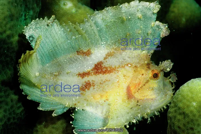 : Leaf scorpionfish a camouflage predator that has : Leaf scorpionfish a camouflage predator that has