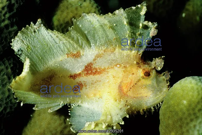 : Leaf scorpionfish; camouflage predator; has poisonous : Leaf scorpionfish; camouflage predator; has poisonous