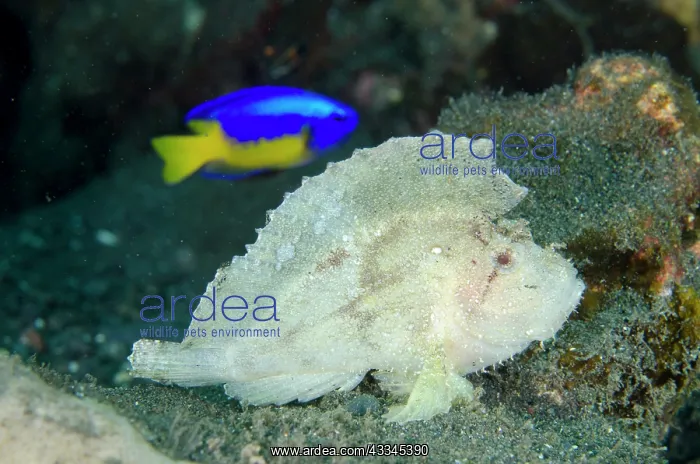 : Leaf Scorpionfish - with Goldbelly Damselfish (Pomacentrus : Leaf Scorpionfish - with Goldbelly Damselfish (Pomacentrus