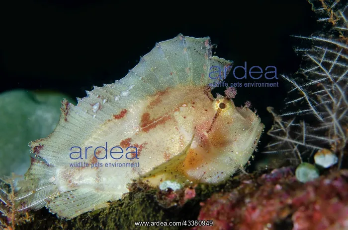 : Leaf Scorpionfish - Pyramids dive site, Amed, Karangasem : Leaf Scorpionfish - Pyramids dive site, Amed, Karangasem