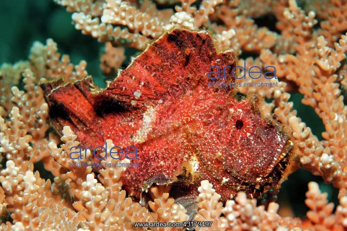 : Leaf scorpionfish ( Taenianotus triacanthus), red : Leaf scorpionfish ( Taenianotus triacanthus), red