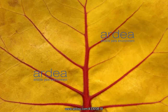 : Detail of a leaf of Seagrape (Coccoloba uvifera) : Detail of a leaf of Seagrape (Coccoloba uvifera)