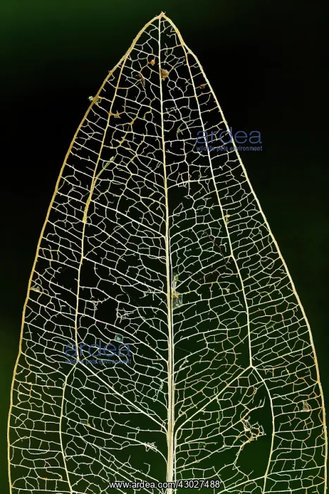 : leaf skeleton, Las Tangaras Bird Reserve, Choco : leaf skeleton, Las Tangaras Bird Reserve, Choco