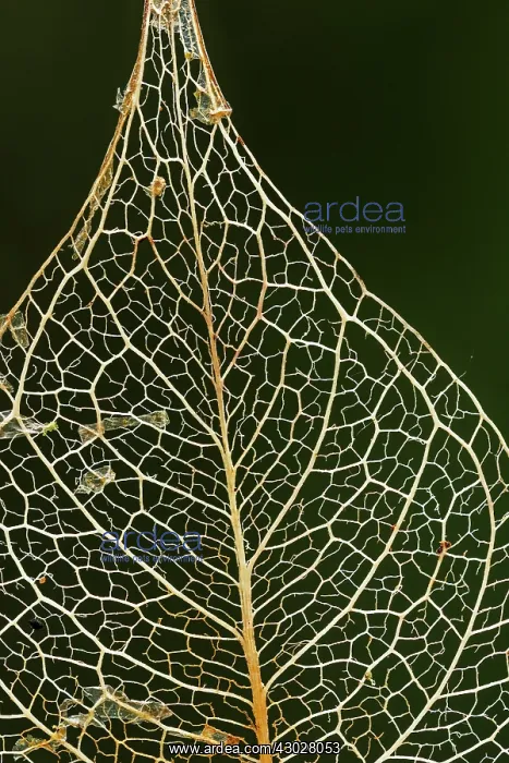 : leaf skeleton, Las Tangaras Bird Reserve, Choco : leaf skeleton, Las Tangaras Bird Reserve, Choco
