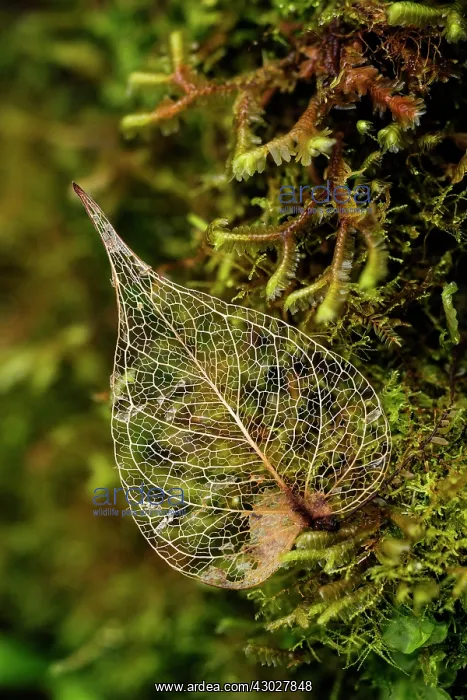 : leaf skeleton, on moss, Las Tangaras Bird Reserve : leaf skeleton, on moss, Las Tangaras Bird Reserve