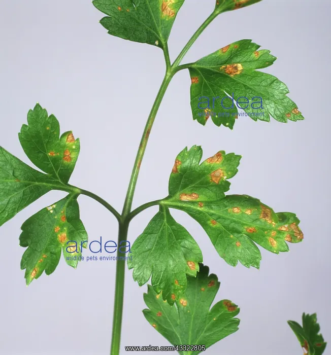 : Leaf spot (Septoria apiicola) on flat leaves of continental parsley : Leaf spot (Septoria apiicola) on flat leaves of continental parsley