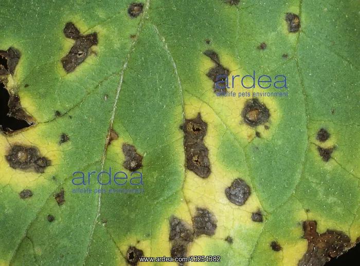: Leaf Spot (Alternaria sp.) on Sunflower leaf : Leaf Spot (Alternaria sp.) on Sunflower leaf