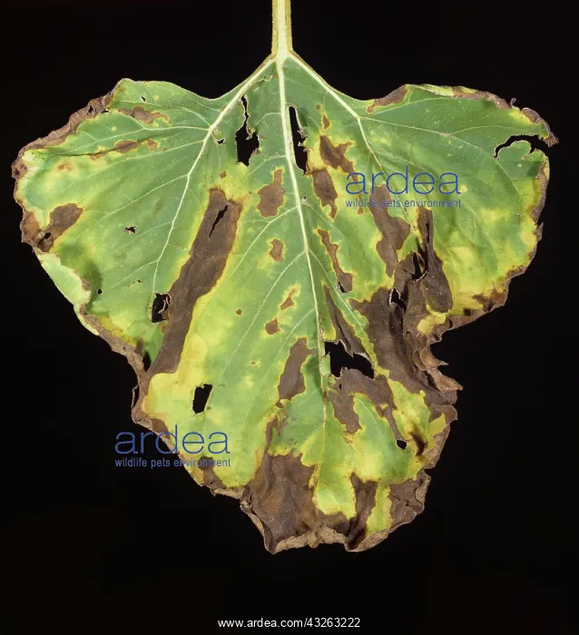: Leaf spot (Alternaria spp.) on Sunflower leaf : Leaf spot (Alternaria spp.) on Sunflower leaf