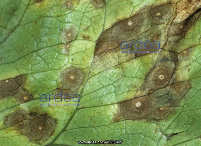 : Leaf Spot (Cercospora lactucae) on lettuce : Leaf Spot (Cercospora lactucae) on lettuce