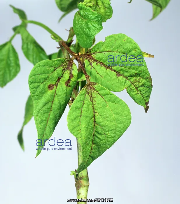 : Leaf spot on green bean : Leaf spot on green bean
