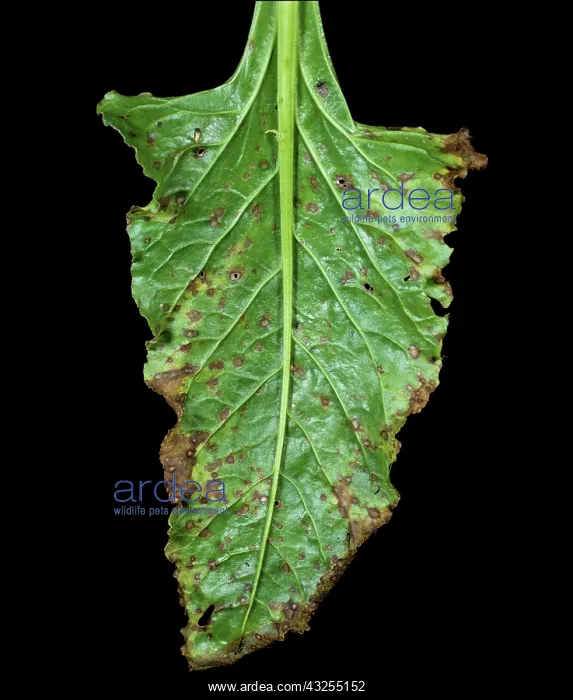 : Leaf Spot lesions on Sugar Beet leaf : Leaf Spot lesions on Sugar Beet leaf