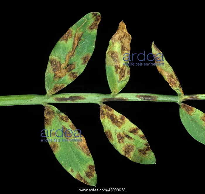 : Leaf spot (Mycosphaerella pinodes) : Leaf spot (Mycosphaerella pinodes)