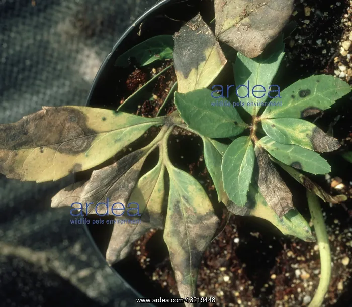 : Leaf Spot on Potted Hellebore : Leaf Spot on Potted Hellebore