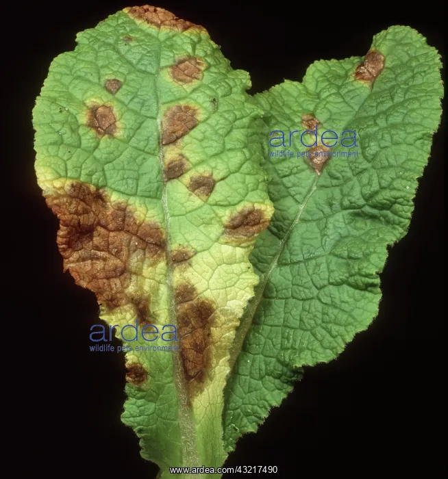 : Leaf spot on primrose : Leaf spot on primrose