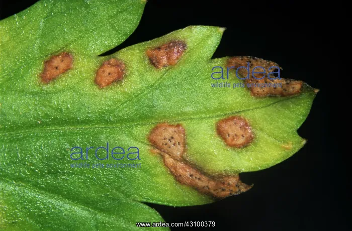 : Leaf spot (Septoria apiicola) : Leaf spot (Septoria apiicola)