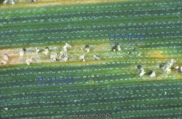 : Leaf Spot (Septoria tritici) cirri and pycnidia : Leaf Spot (Septoria tritici) cirri and pycnidia