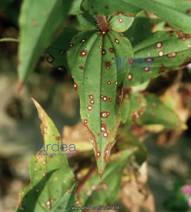 : Leaf spot on Zinnia leaves : Leaf spot on Zinnia leaves