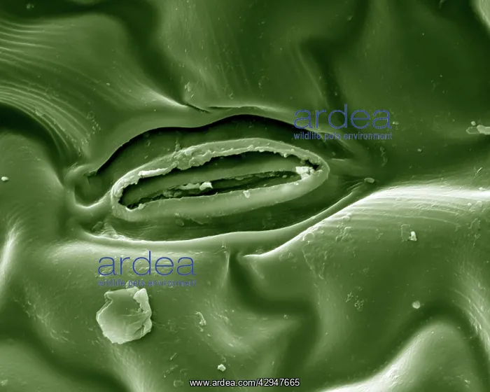: Leaf Stomata : Leaf Stomata