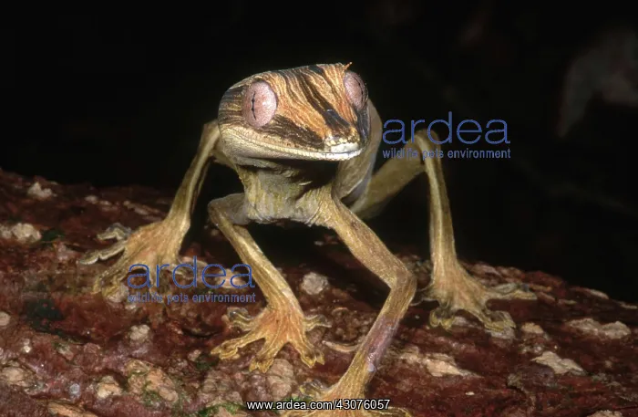 : Leaf-tail Gecko : Leaf-tail Gecko