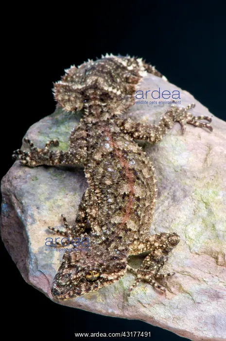 : Leaf tail gecko (Saltuarius wyberba), Australia : Leaf tail gecko (Saltuarius wyberba), Australia