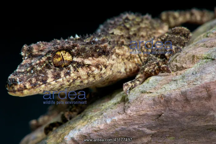: Leaf tail gecko (Saltuarius wyberba), Australia : Leaf tail gecko (Saltuarius wyberba), Australia