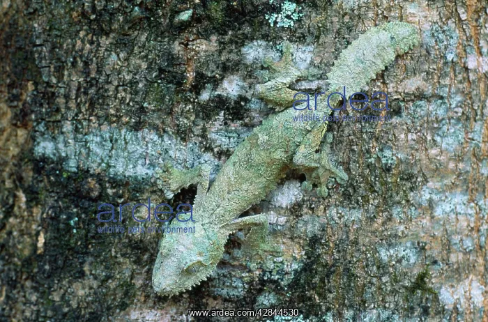 : Leaf-tailed Gecko : Leaf-tailed Gecko
