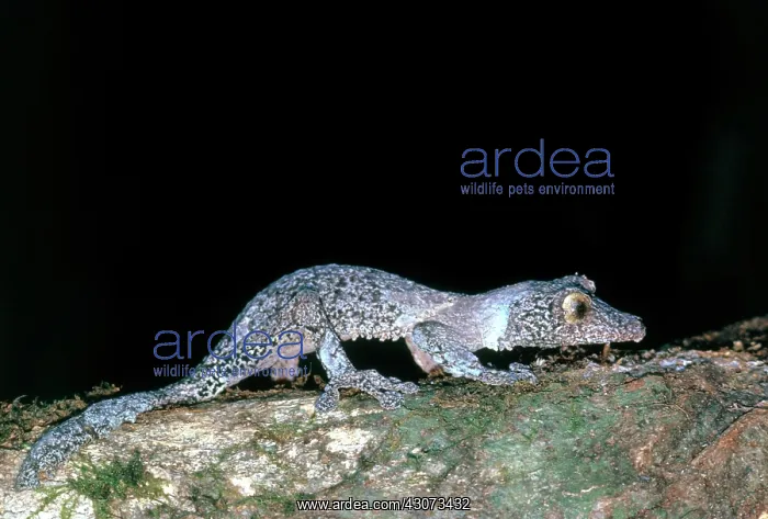  : Leaf-tailed Gecko