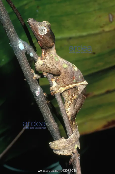 : Leaf-tailed Gecko : Leaf-tailed Gecko