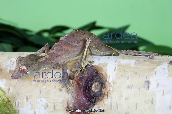 : Leaf-tailed Gecko