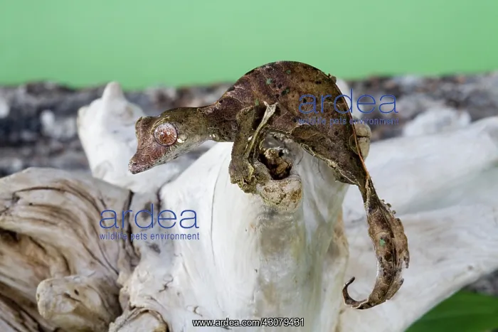 : Leaf-tailed Gecko : Leaf-tailed Gecko