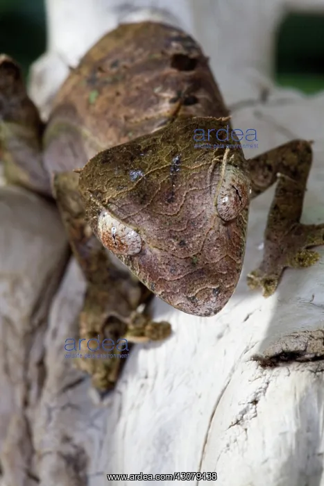 : Leaf-tailed Gecko : Leaf-tailed Gecko
