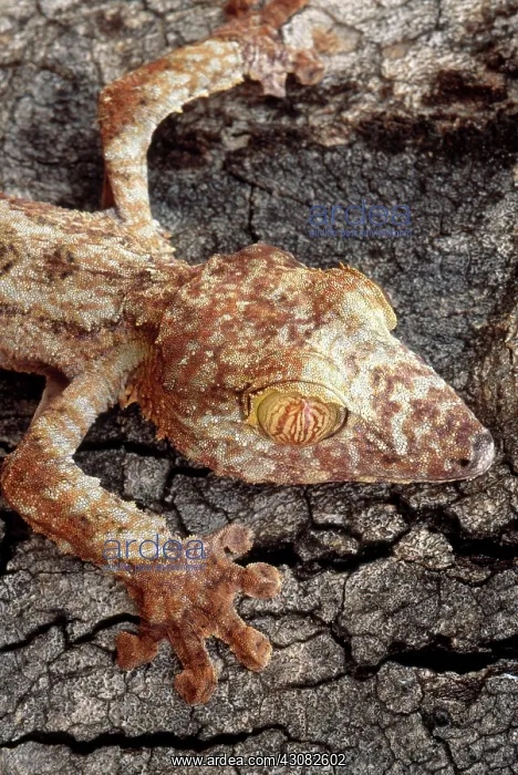 : Leaf-tailed Gecko : Leaf-tailed Gecko