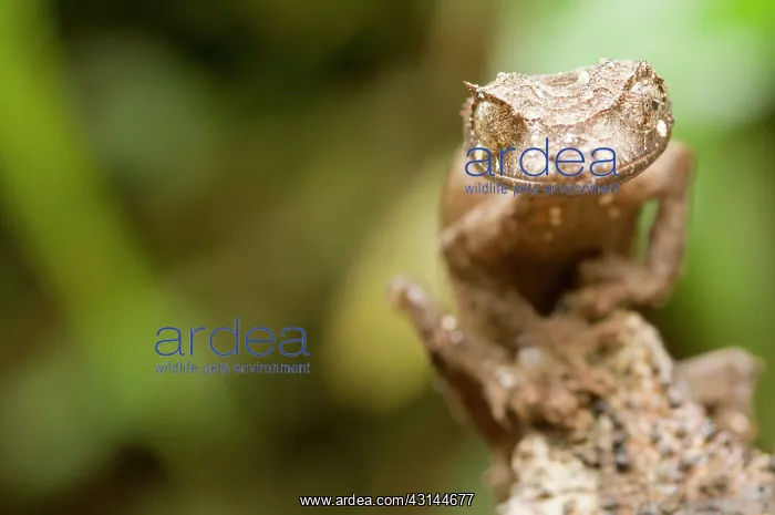 : Leaf-tailed Gecko : Leaf-tailed Gecko