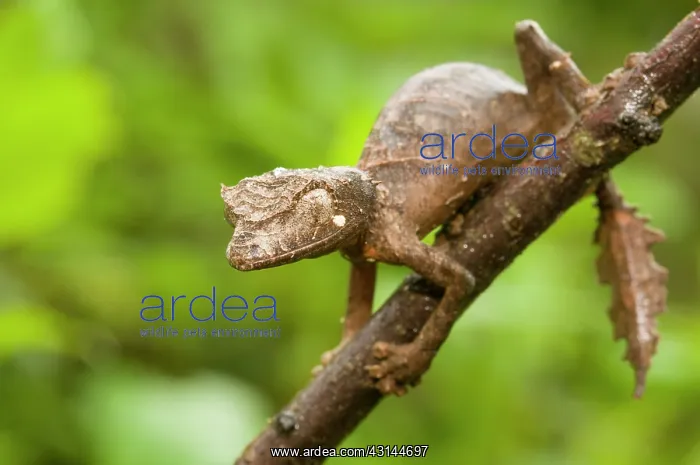 : Leaf-tailed Gecko : Leaf-tailed Gecko