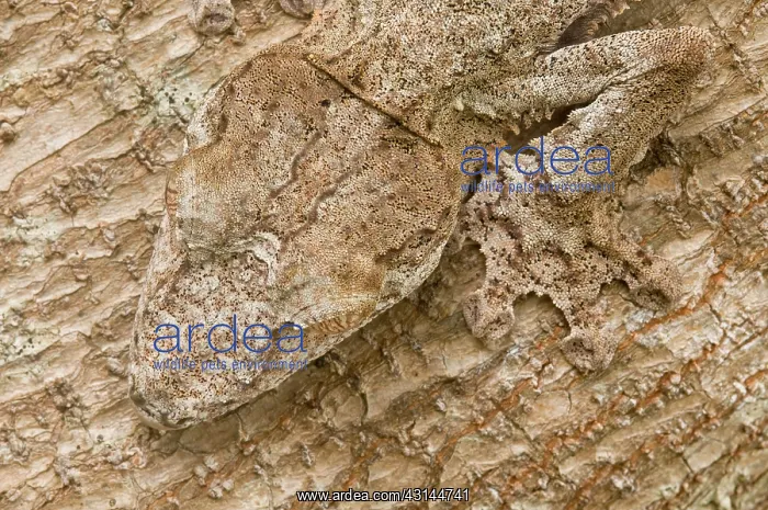 : Leaf-tailed Gecko : Leaf-tailed Gecko