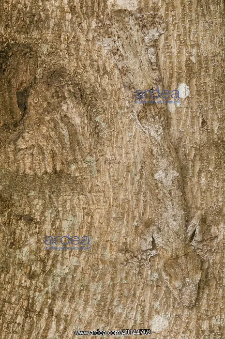 : Leaf-tailed Gecko : Leaf-tailed Gecko