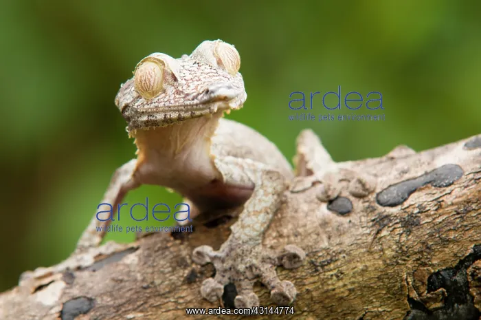  : Leaf-tailed Gecko