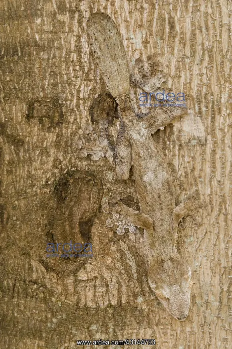 : Leaf-tailed Gecko : Leaf-tailed Gecko
