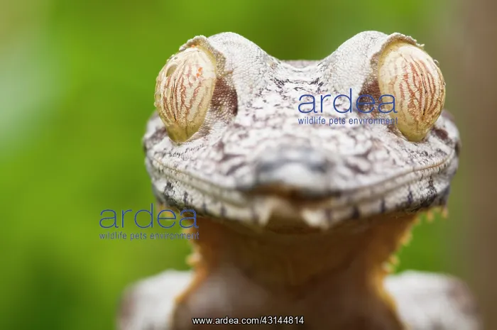 : Leaf-tailed Gecko : Leaf-tailed Gecko