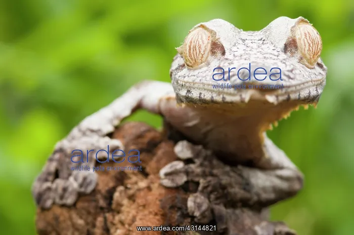 : Leaf-tailed Gecko : Leaf-tailed Gecko